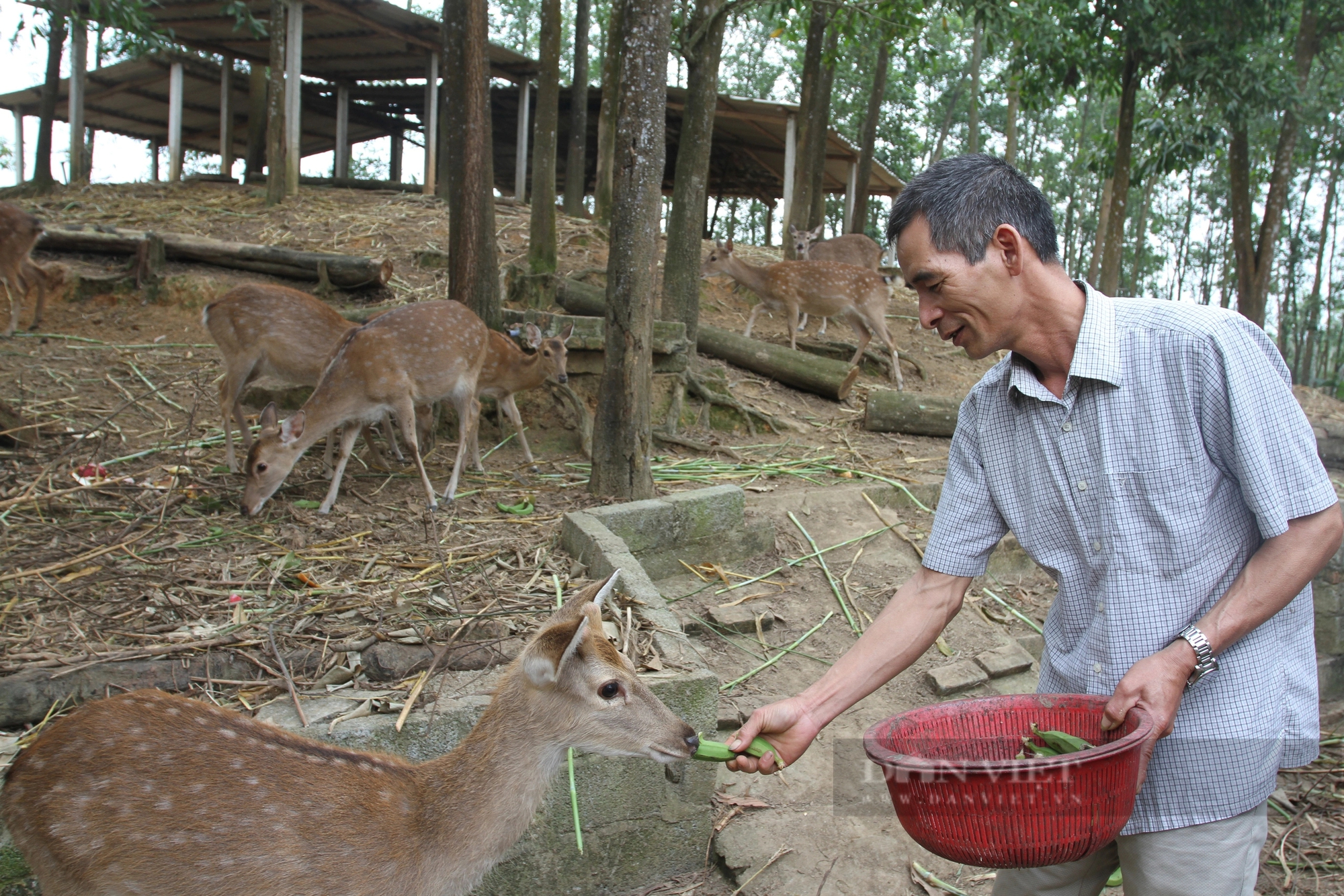 Thả trên đồi con vật có nguồn gốc động vật hoang dã, ông nông dân Thái Nguyên tự hưởng lương cao- Ảnh 10.