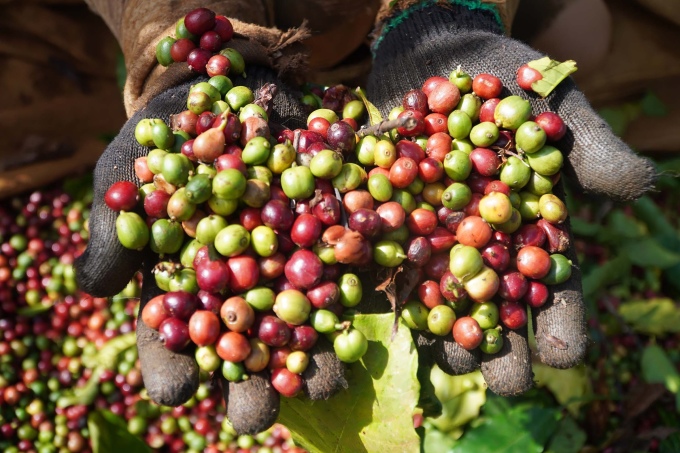 Giá cà phê xuất khẩu của Việt Nam liên tục lập đỉnh, doanh nghiệp cà phê nào hưởng lợi lớn?- Ảnh 2.