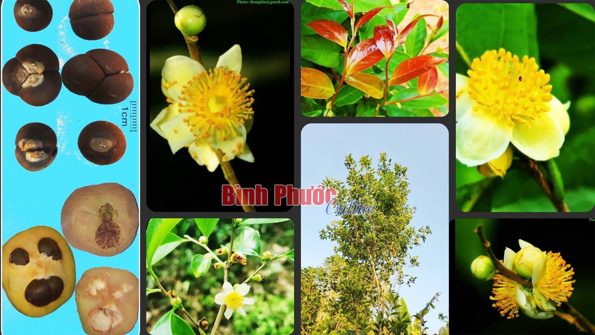 Phát hiện loài hoa trà my cực kỳ quý hiếm, có màu trắng trong một khu rừng ở Bình Phước- Ảnh 1.