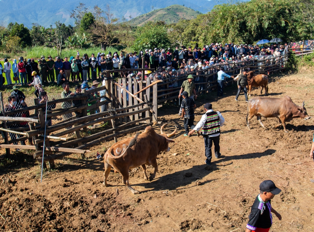 Ở một huyện của Đắk Lắk, người Mông dắt con vật gì ra "sới đấu" mà làng kéo đến xem đông nghịt?- Ảnh 2.