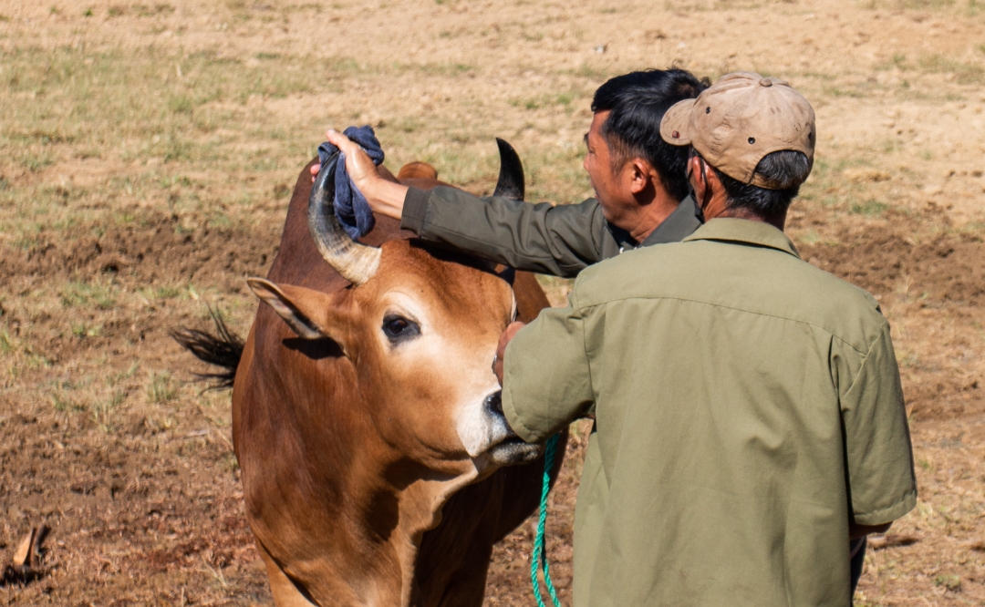 Ở một huyện của Đắk Lắk, người Mông dắt con vật gì ra "sới đấu" mà làng kéo đến xem đông nghịt?- Ảnh 5.