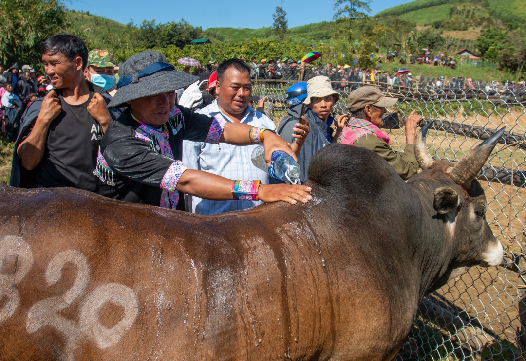 Ở một huyện của Đắk Lắk, người Mông dắt con vật gì ra "sới đấu" mà làng kéo đến xem đông nghịt?- Ảnh 4.