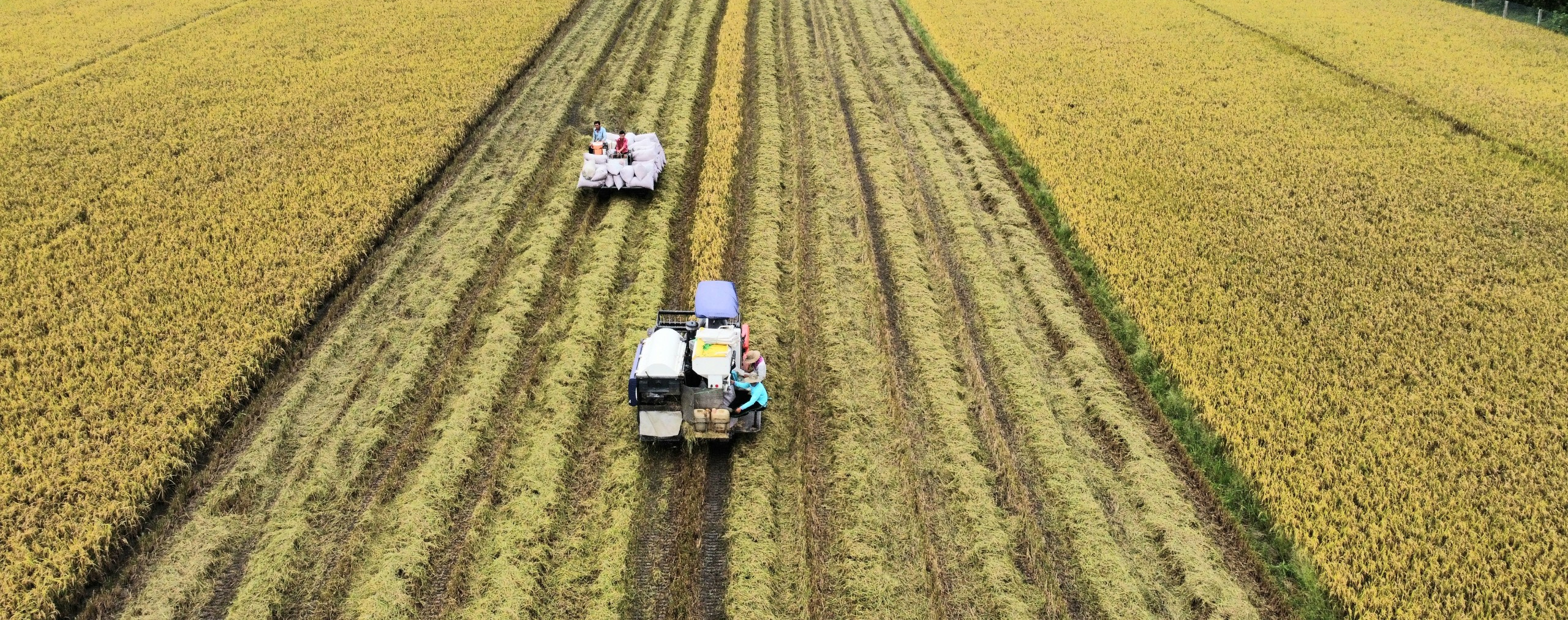 40.000ha lúa đông xuân ở Cần Thơ chưa được bao tiêu- Ảnh 2.