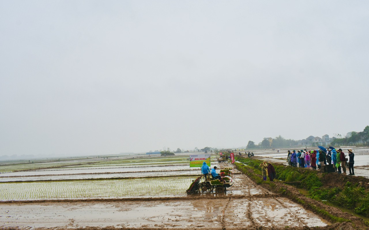 Hà Nội: Trồng lúa VietGAP, ngô sinh khối, nông dân Mê Linh không còn phải lo đầu ra