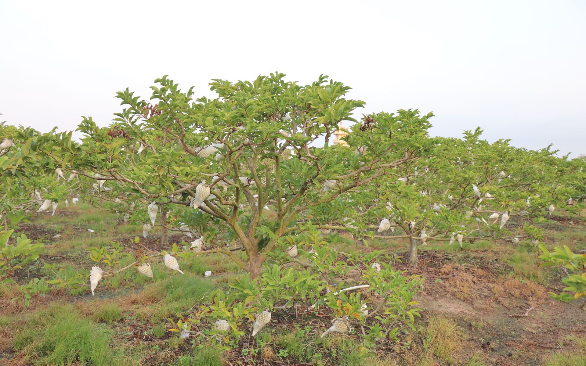 Một loại quả ngon ở Bà Đen của Tây Ninh, bán giá hời, cây nào trồng dưới chân núi nổi tiếng này càng ngon