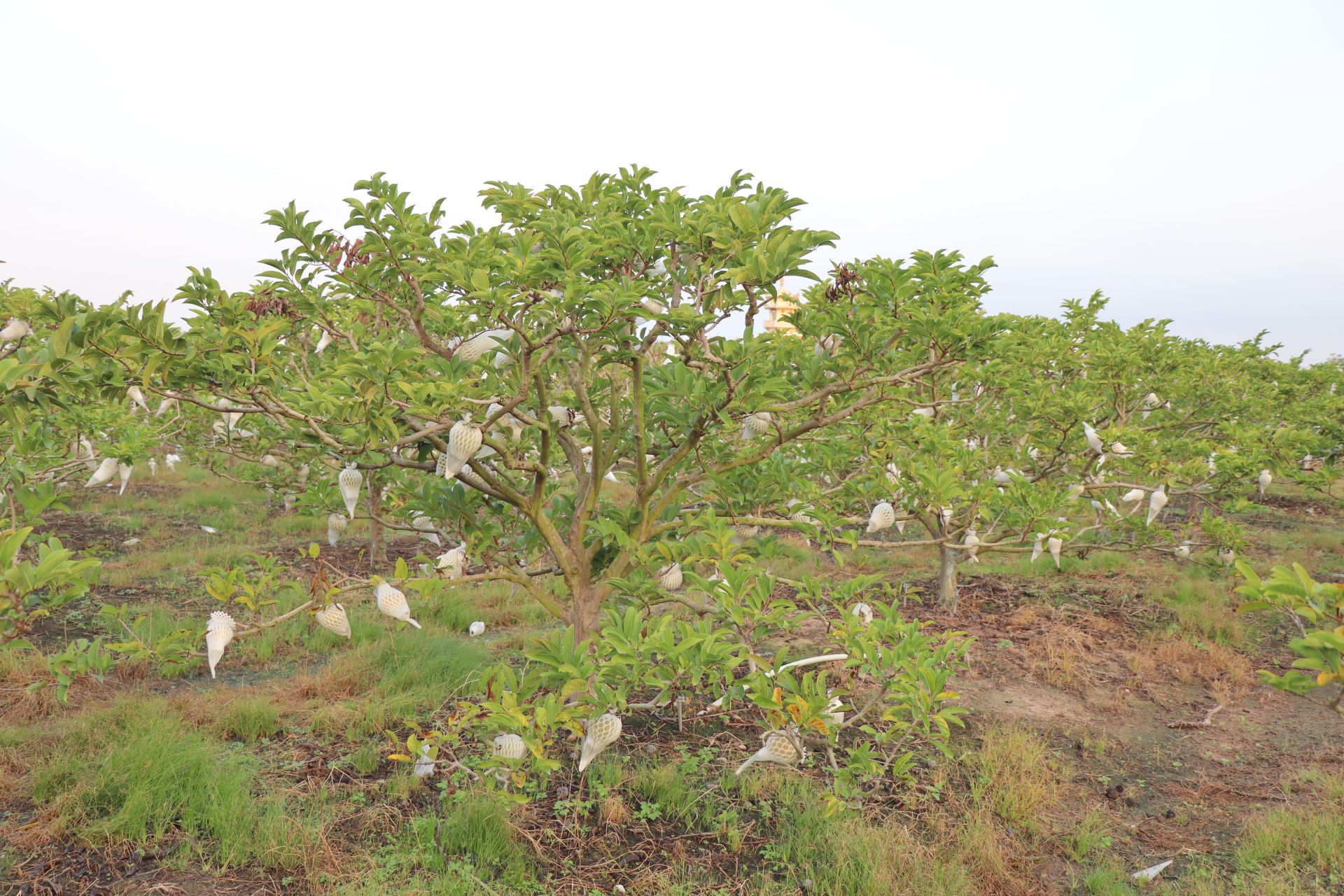 Một loại quả ngon ở Bà Đen của Tây Ninh, bán giá hời, cây nào trồng dưới chân núi nổi tiếng này càng ngon- Ảnh 2.