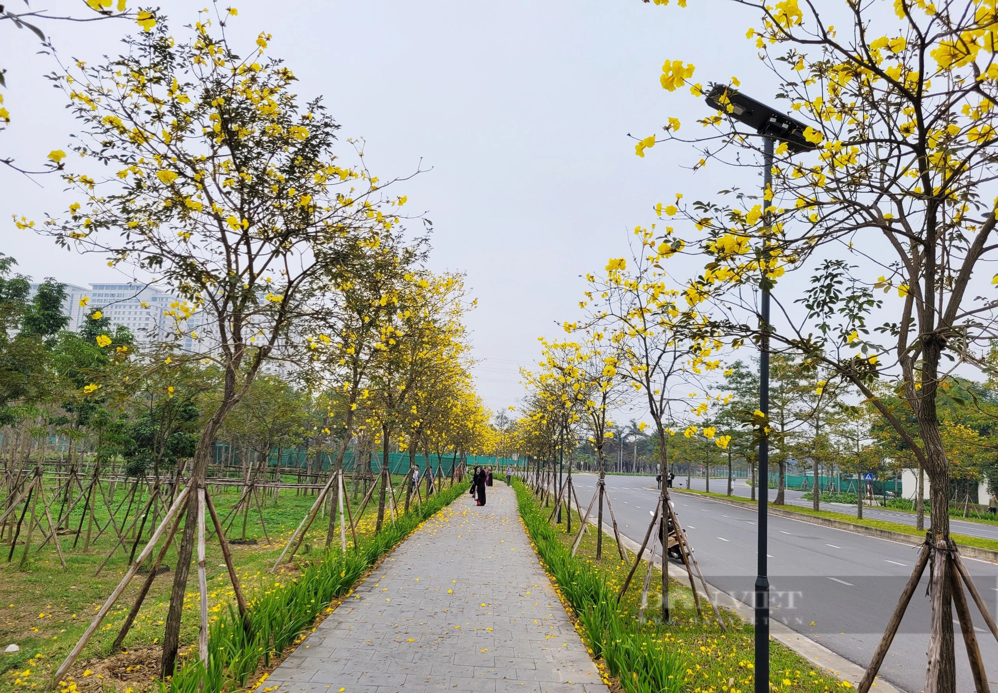 Chị em "phát sốt" với con đường hoa phong linh vàng rực ở Hà Nội- Ảnh 2.