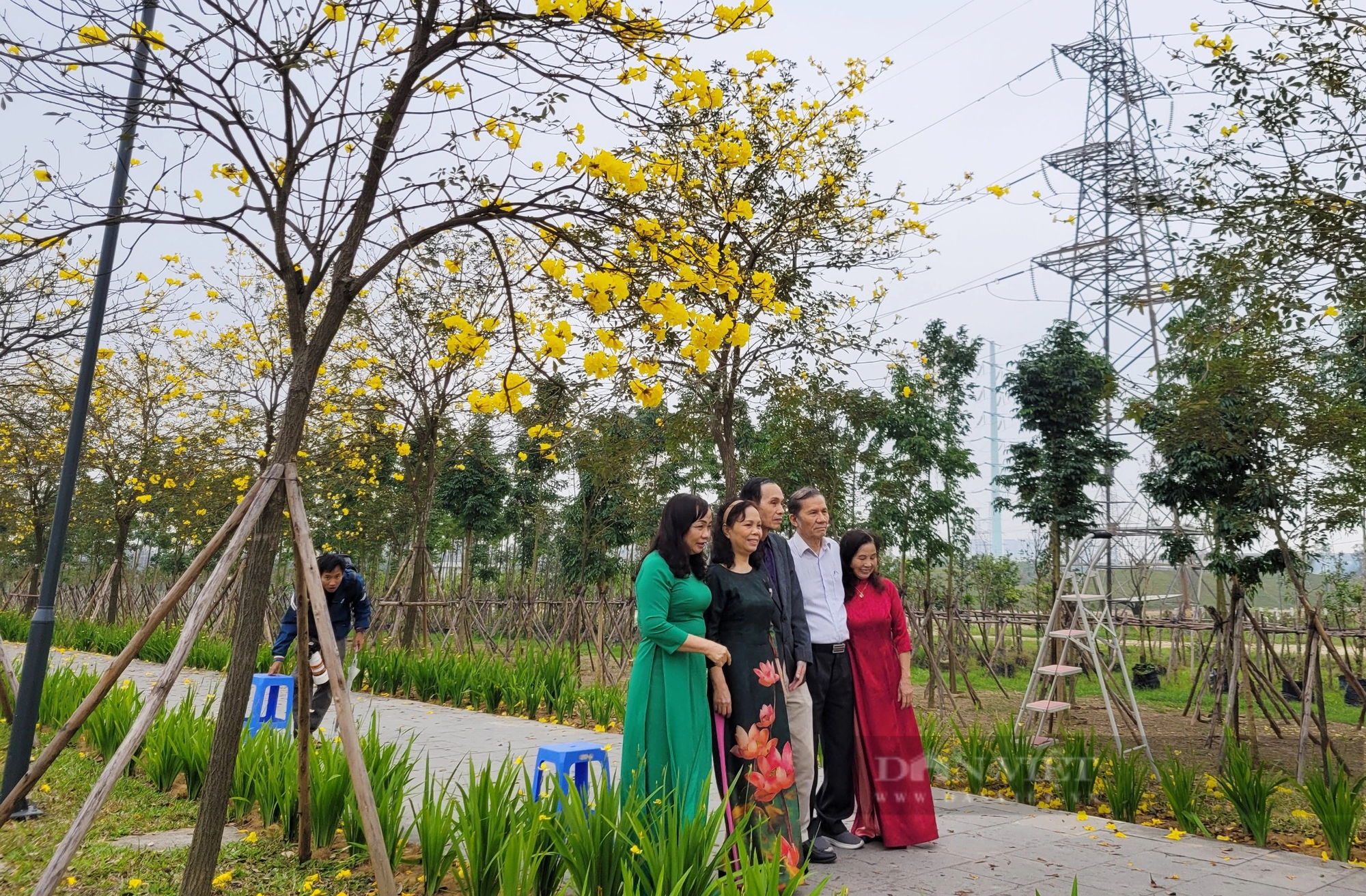 Chị em "phát sốt" với con đường hoa phong linh vàng rực ở Hà Nội- Ảnh 3.