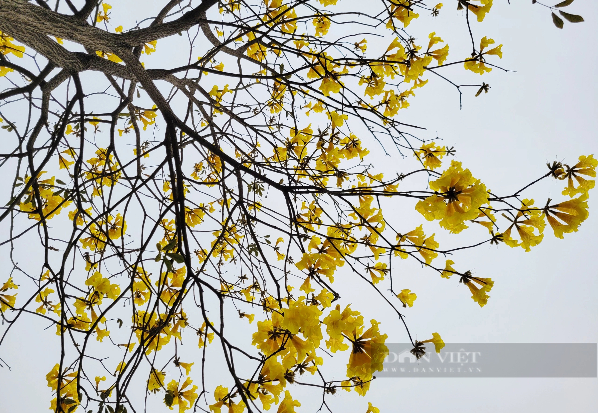 Chị em "phát sốt" với con đường hoa phong linh vàng rực ở Hà Nội- Ảnh 6.