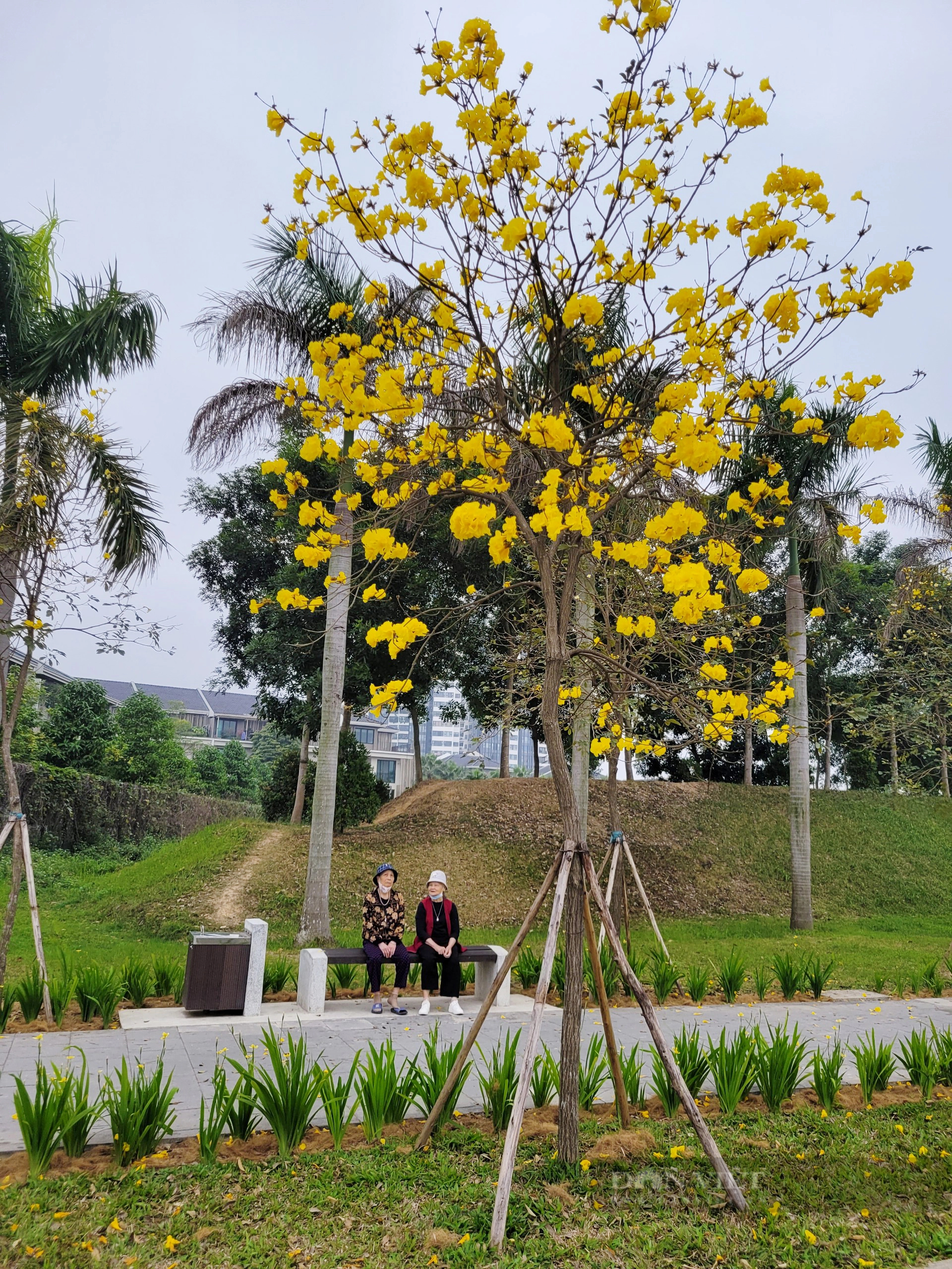 Chị em "phát sốt" với con đường hoa phong linh vàng rực ở Hà Nội- Ảnh 7.