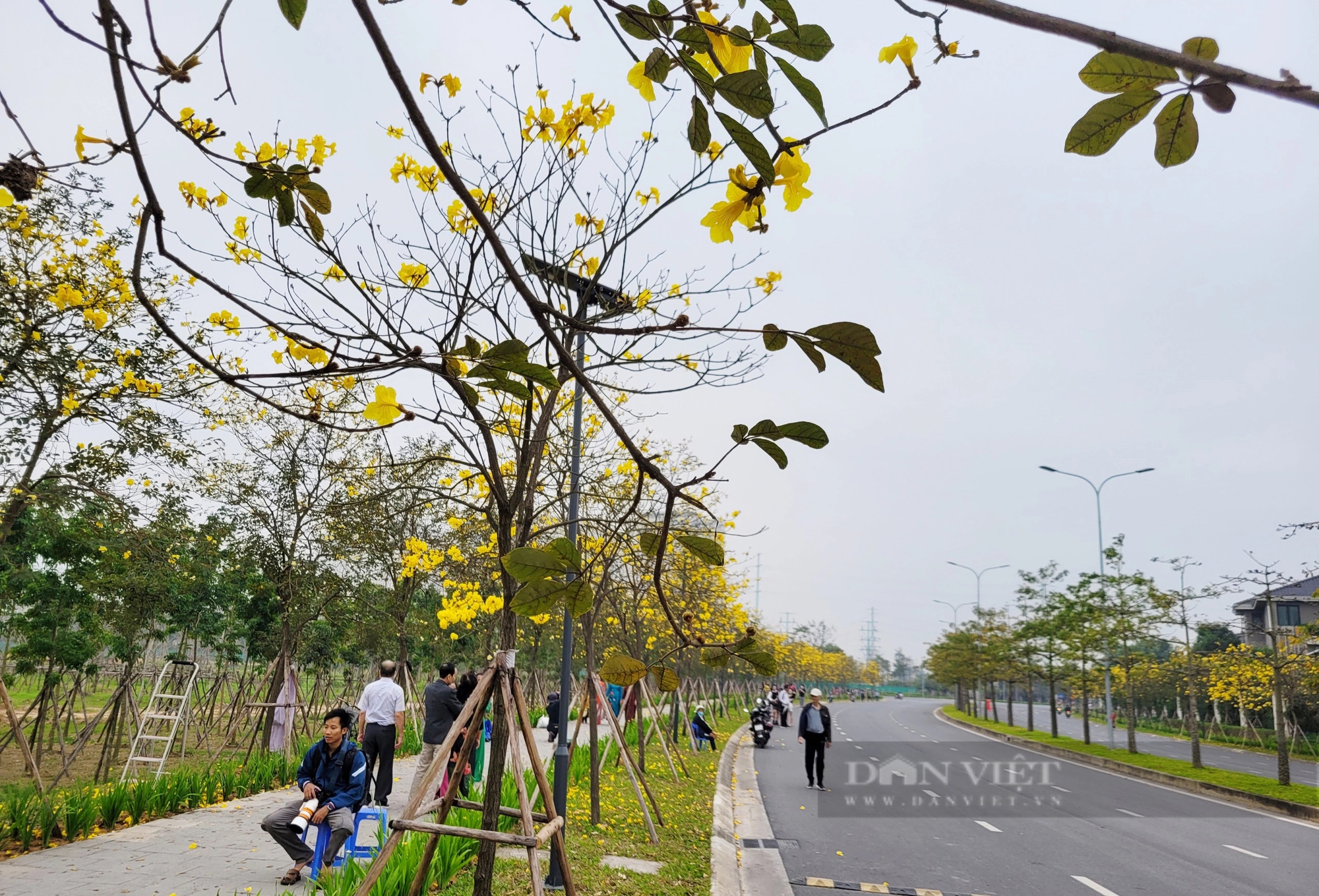 Chị em "phát sốt" với con đường hoa phong linh vàng rực ở Hà Nội- Ảnh 8.