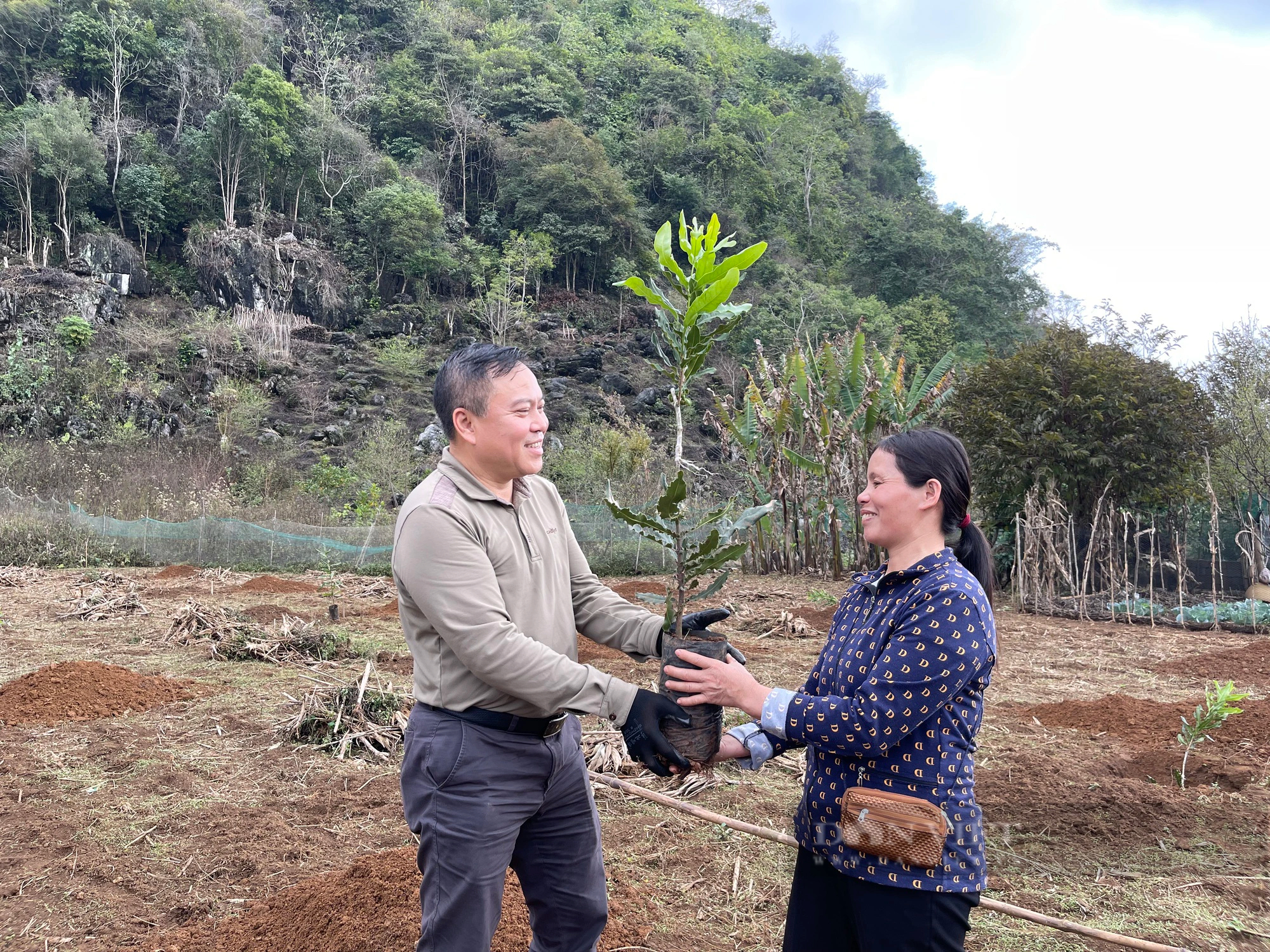Người dân tỉnh Lạng Sơn háo hức mong chờ ngày được nhận cây giống mắc ca- Ảnh 2.