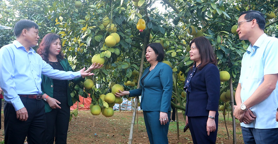 Bà Cao Xuân Thu Vân: Hội Nông dân Việt Nam và Liên minh HTX sẽ hợp lực thúc đẩy phát triển kinh tế tập thể- Ảnh 2.