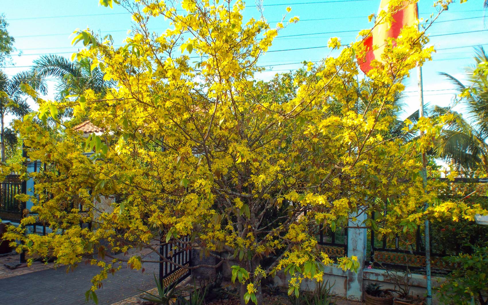 Về một vùng quê Sóc Trăng, thấy hoa mai vàng bung nở cản chả kịp, vườn mai 