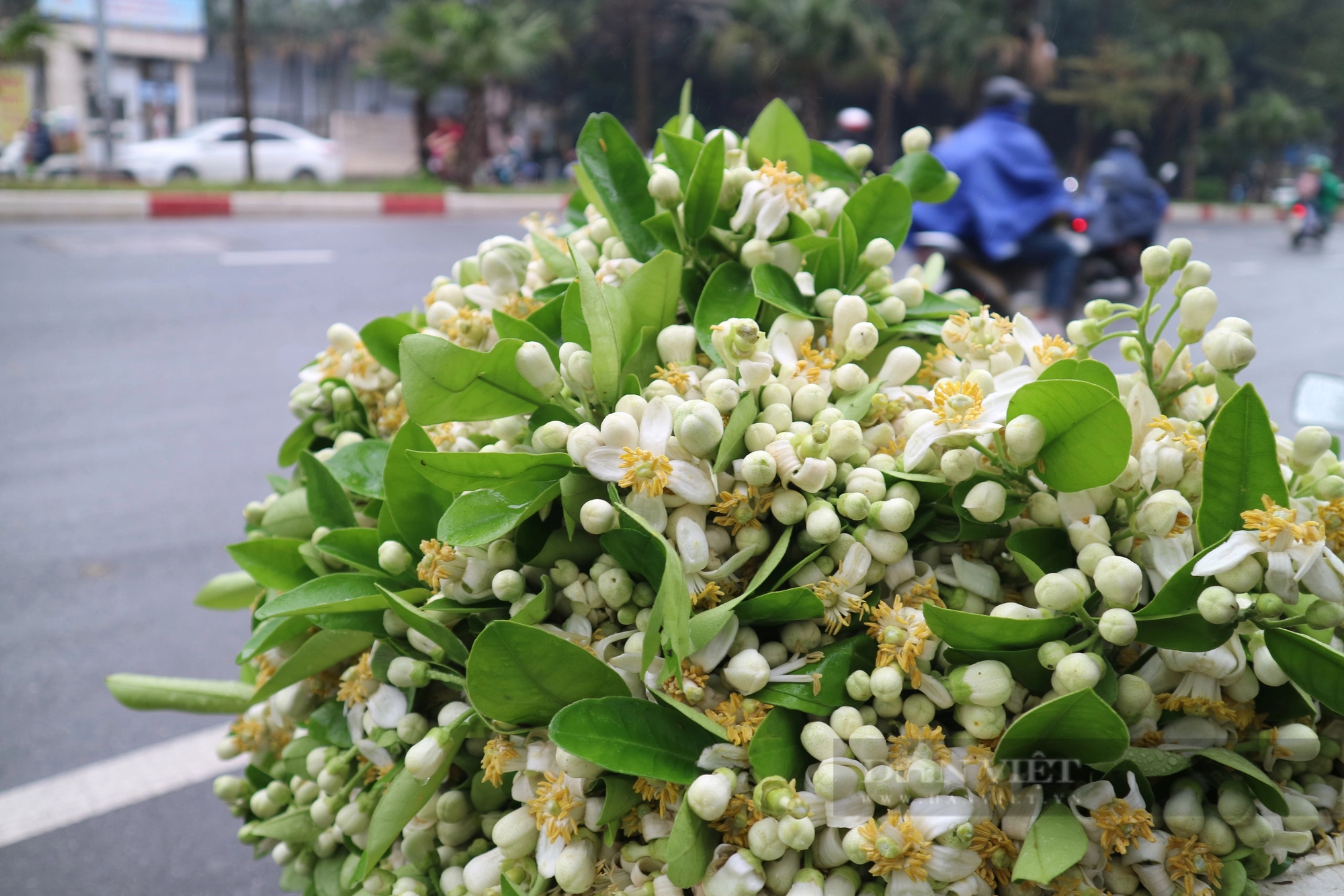 Hoa bưởi giá gần nửa triệu/kg vẫn hút khách Hà thành- Ảnh 3.