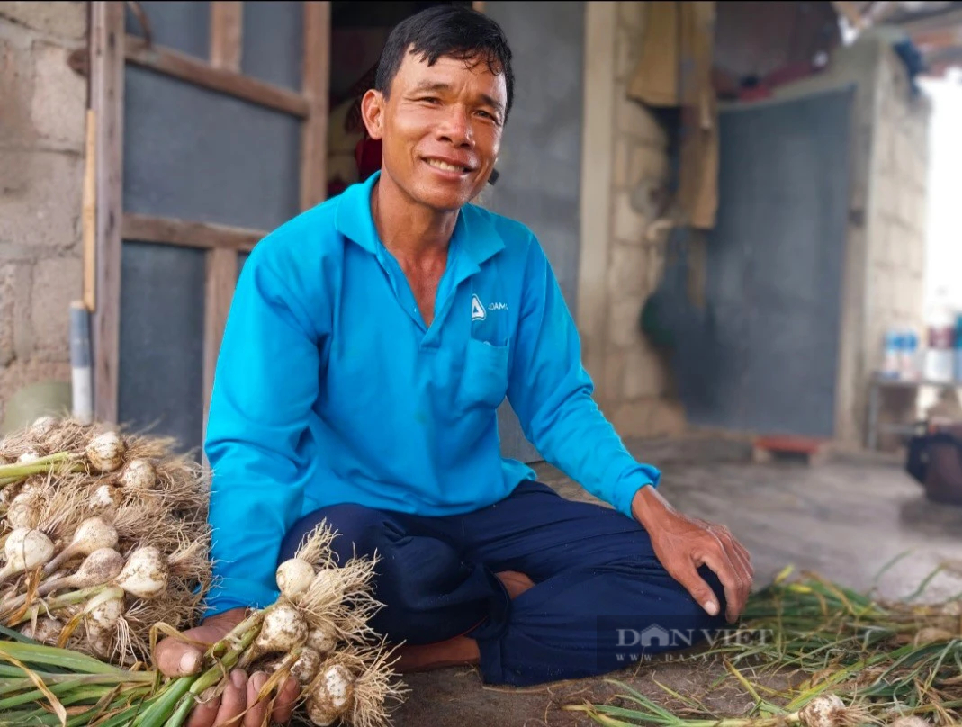 Qua thời bấp bênh, loại củ gia vị thơm ngon này ở Ninh Thuận có giá, nhổ bật lên toàn củ to bự- Ảnh 4.