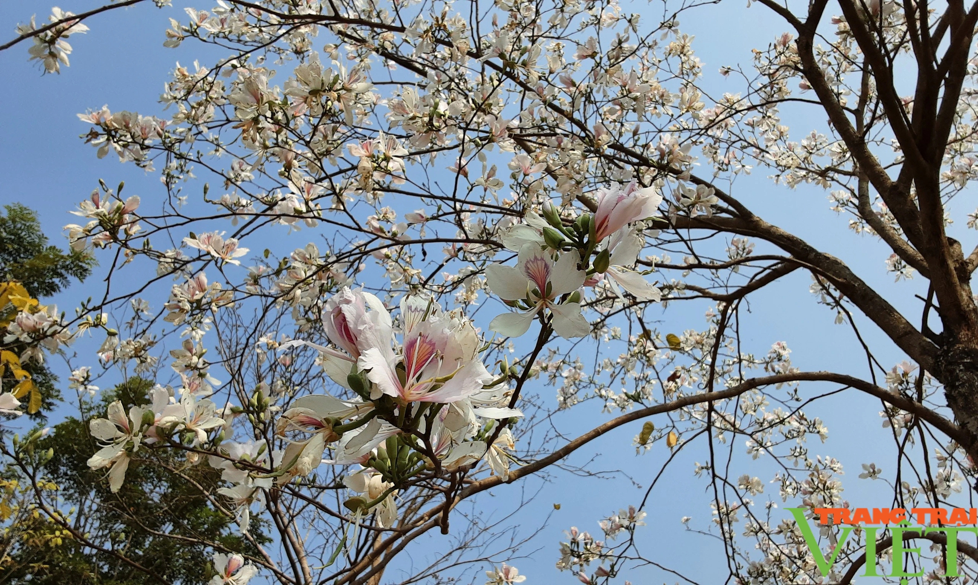 Phố thị Sơn La vào mùa hoa ban trắng- Ảnh 14.