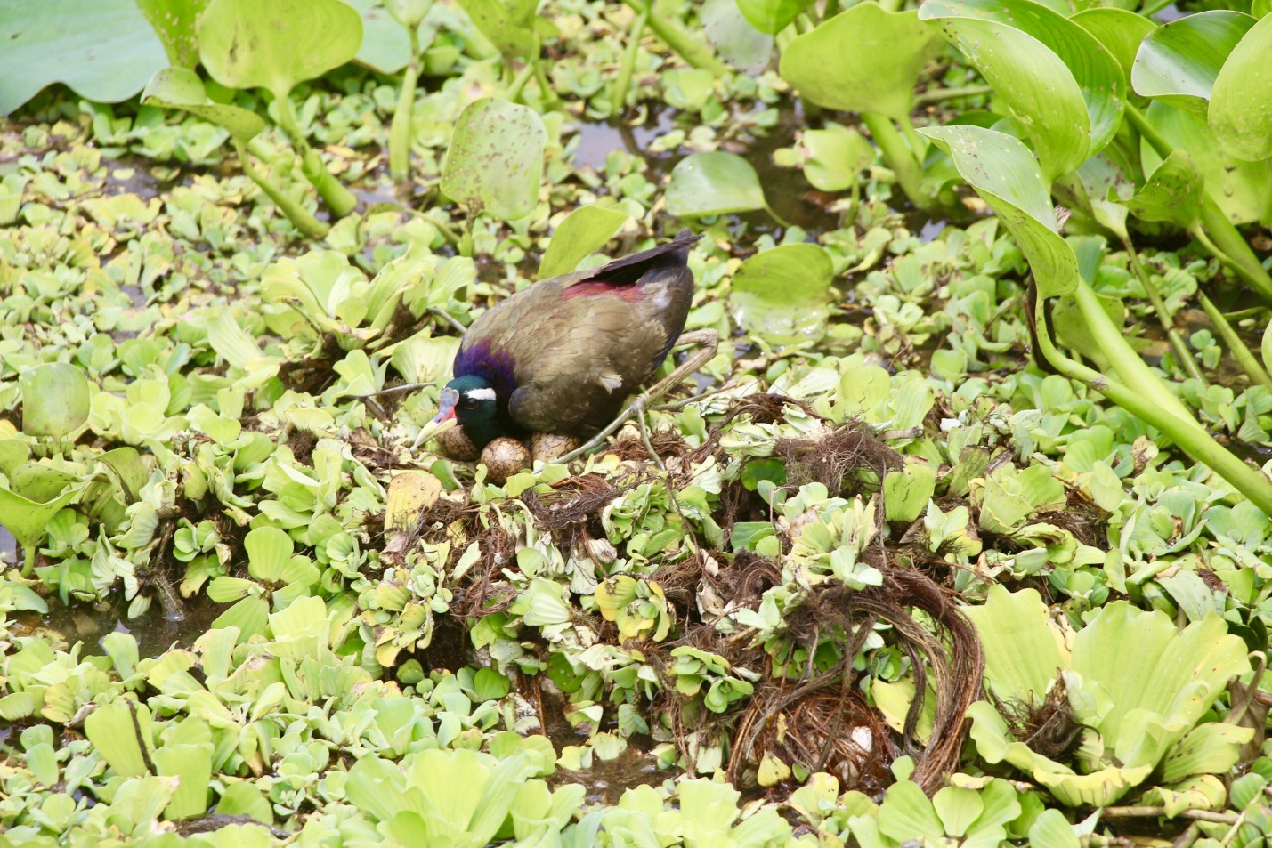 Vô một khu rừng nổi tiếng ở An Giang, thấy động vật hoang dã, có con chim lạ ấp trứng trên bèo hoang- Ảnh 7.