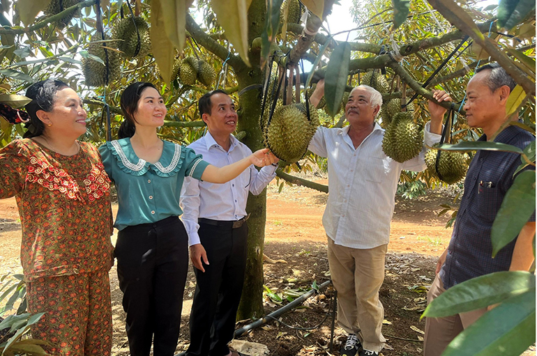 Cây bạc tỷ ở huyện này của Phú Yên, năm rồi một ông nông dân bán trái đặc sản lãi 8 tỷ- Ảnh 2.