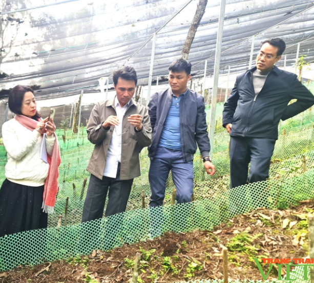 Lai Châu giới thiệu vùng tiềm năng trồng Chè cổ thụ và dược liệu tới các nhà đầu tư- Ảnh 3.