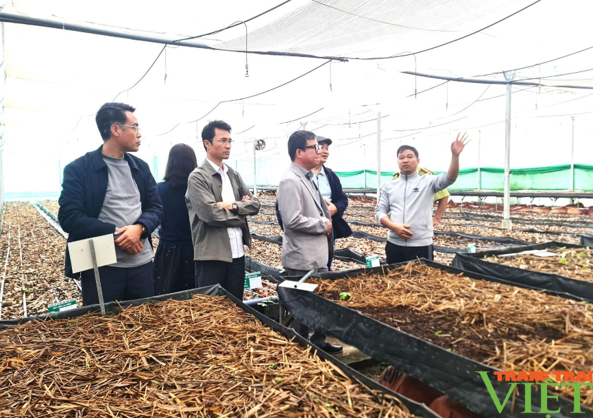 Lai Châu giới thiệu vùng tiềm năng trồng Chè cổ thụ và dược liệu tới các nhà đầu tư- Ảnh 4.