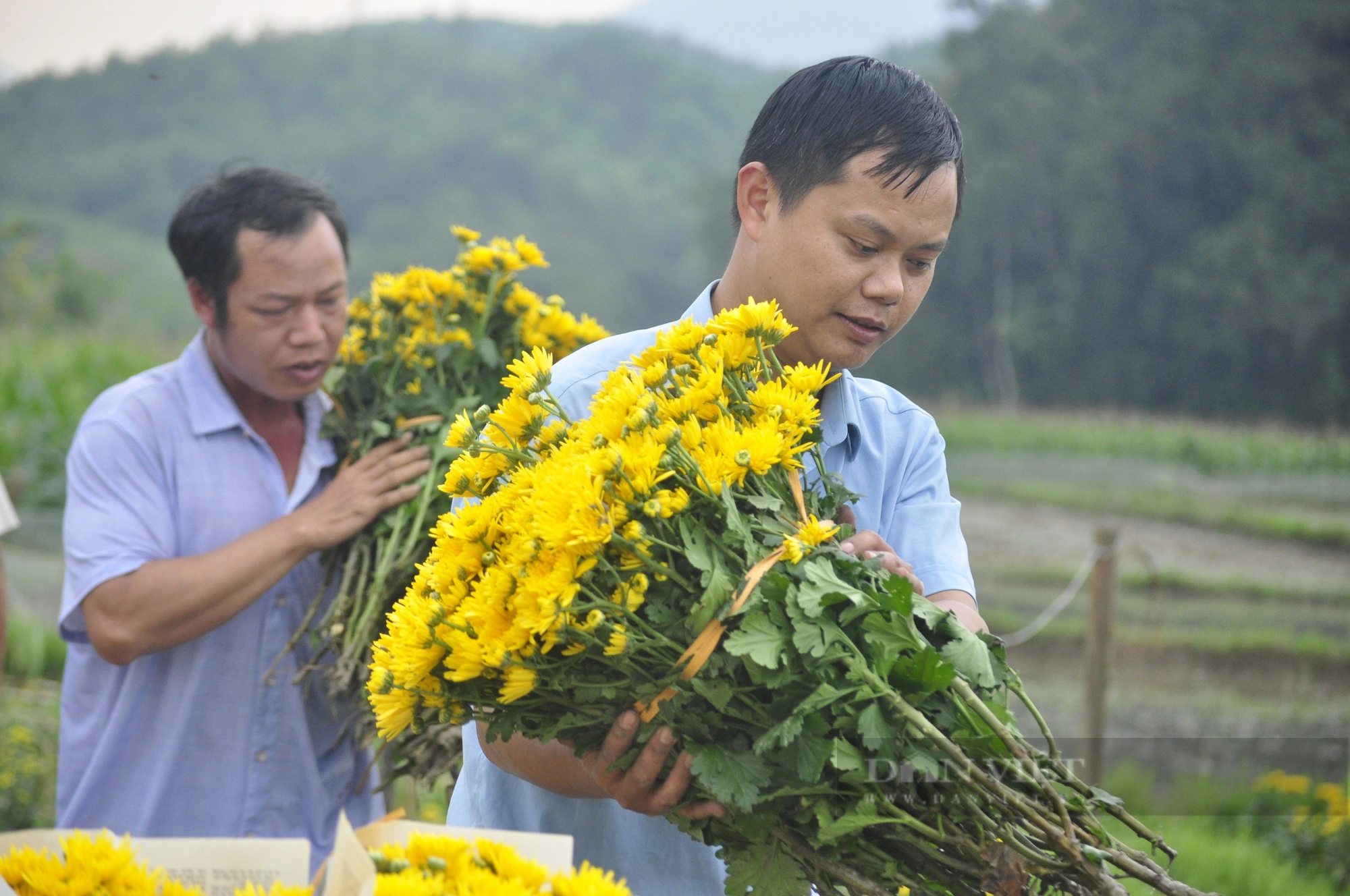 Đang đất cấy lúa, 2 hộ dân một làng ở Quảng Ninh đem trồng hoa cúc, ruộng đẹp như phim, tiền thu nhiều hơn- Ảnh 8.