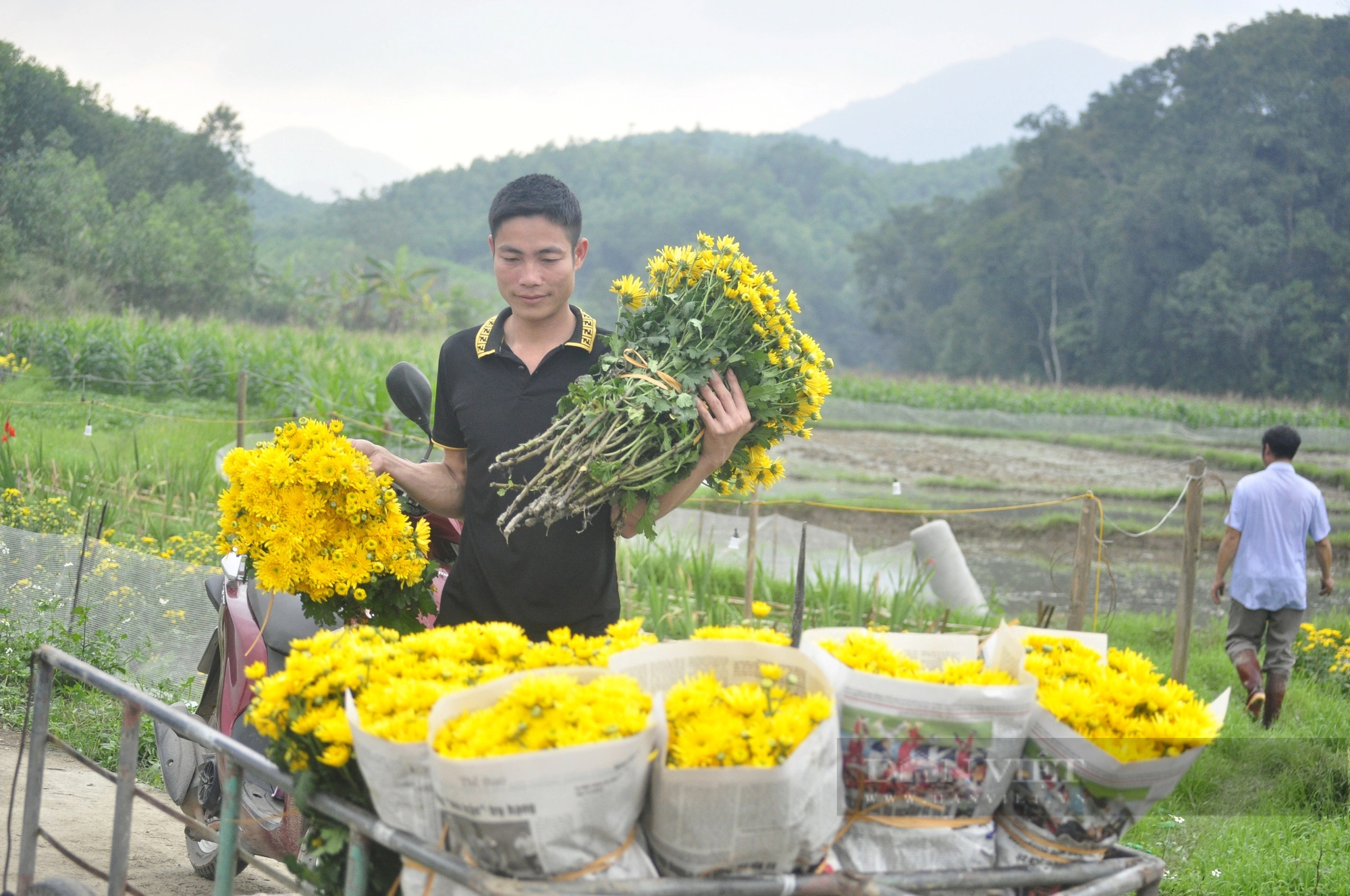 Đang đất cấy lúa, 2 hộ dân một làng ở Quảng Ninh đem trồng hoa cúc, ruộng đẹp như phim, tiền thu nhiều hơn- Ảnh 6.