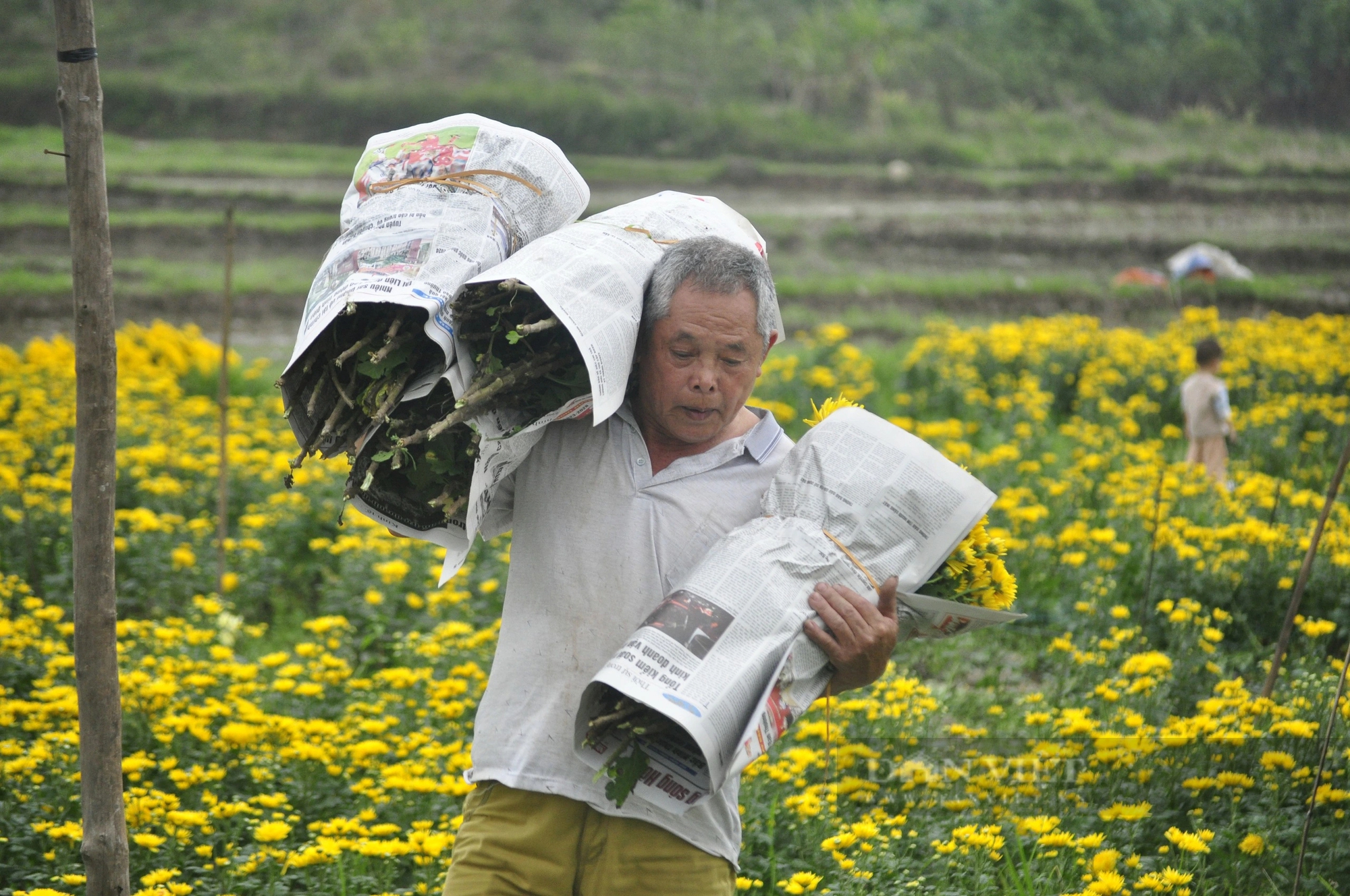 Đang đất cấy lúa, 2 hộ dân một làng ở Quảng Ninh đem trồng hoa cúc, ruộng đẹp như phim, tiền thu nhiều hơn- Ảnh 4.