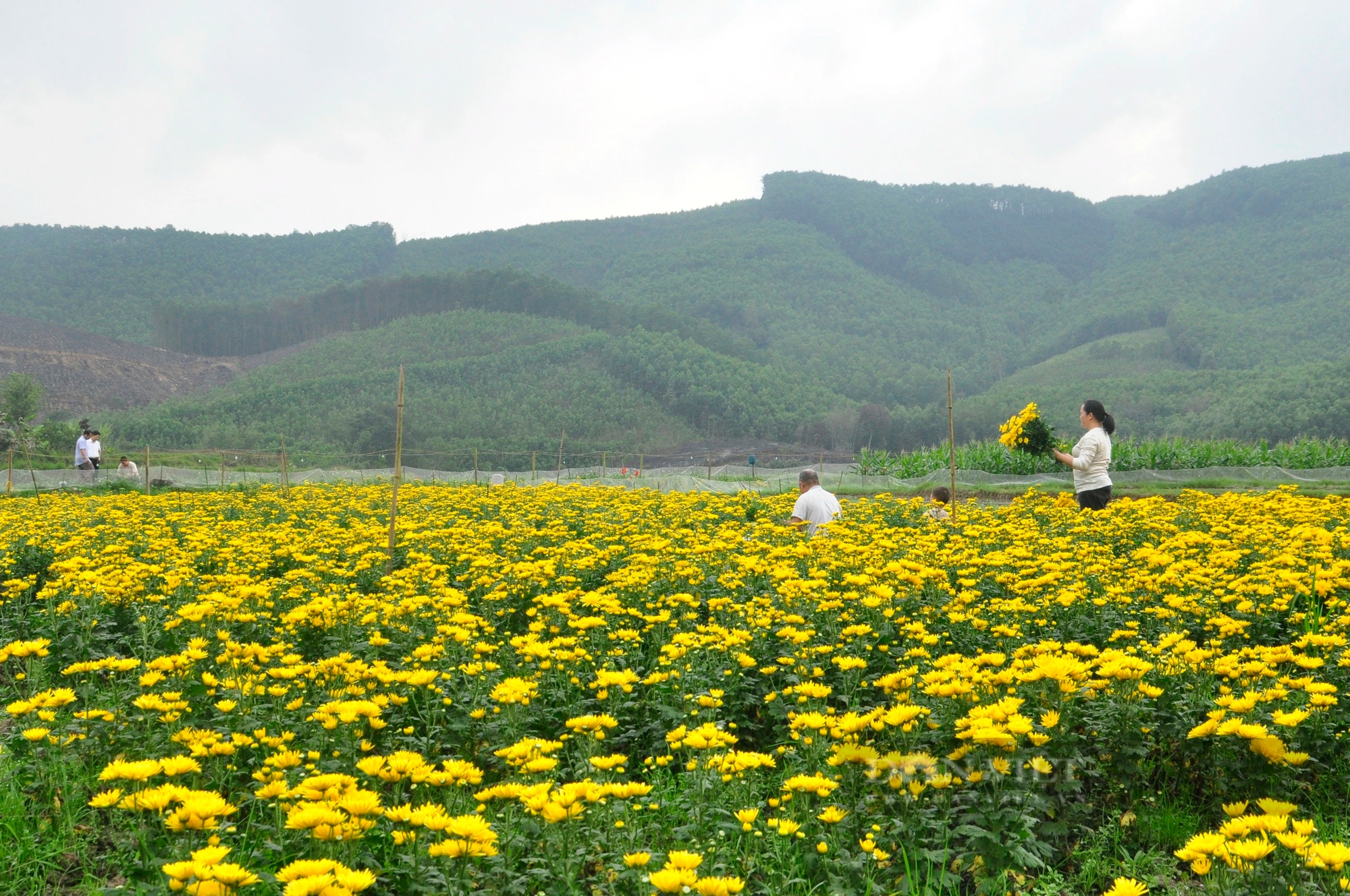 Đang đất cấy lúa, 2 hộ dân một làng ở Quảng Ninh đem trồng hoa cúc, ruộng đẹp như phim, tiền thu nhiều hơn- Ảnh 2.