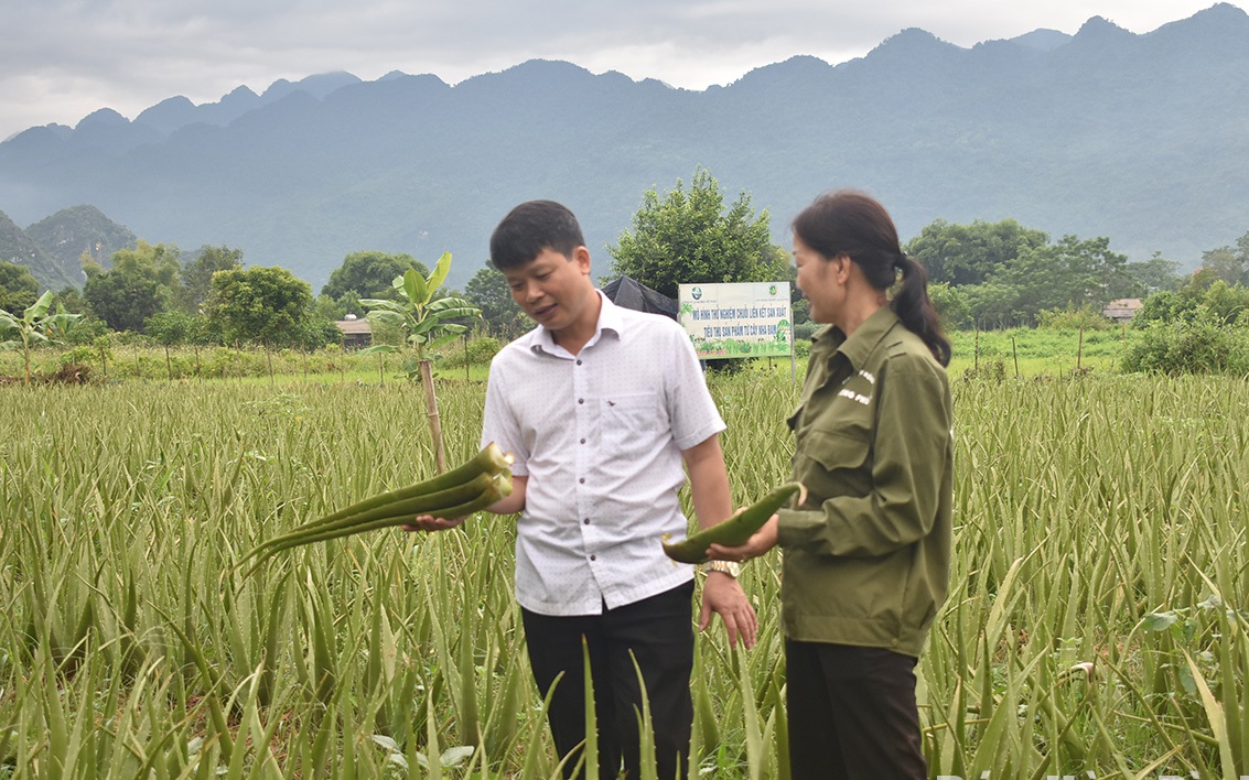 Trồng loại cây chỉ ra lá chả có cành, nông dân nơi này ở Hòa Bình hễ cắt bẹ là bán hết sạch