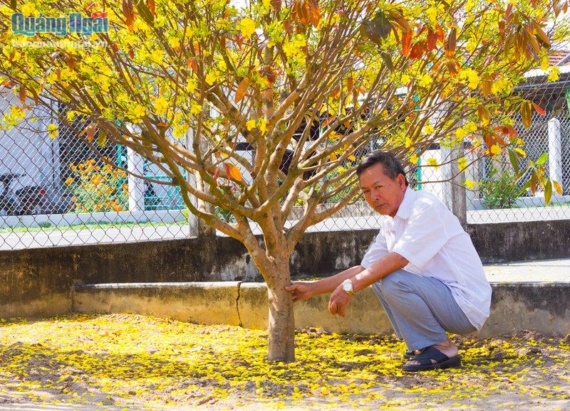 Vì sao một làng ở Quảng Ngãi ví như xứ sở ngàn mai, cả làng trồng mai đẹp mê mẩn mà chả bán bao giờ- Ảnh 2.