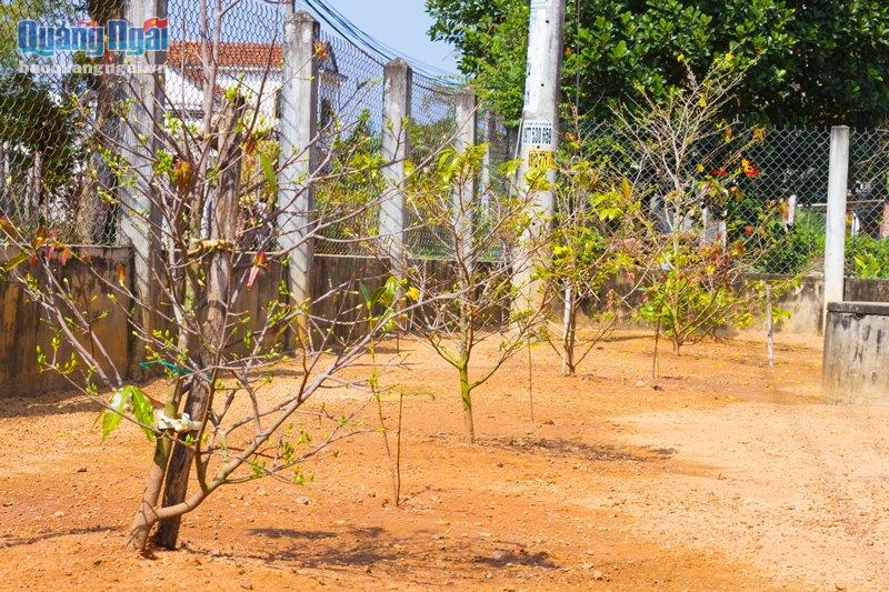 Vì sao một làng ở Quảng Ngãi ví như xứ sở ngàn mai, cả làng trồng mai đẹp mê mẩn mà chả bán bao giờ- Ảnh 14.