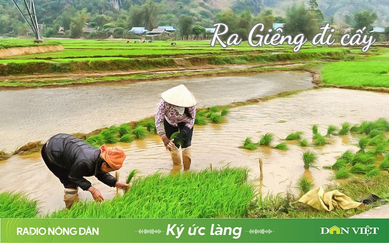 Ra Giêng đi cấy- Ảnh 1.