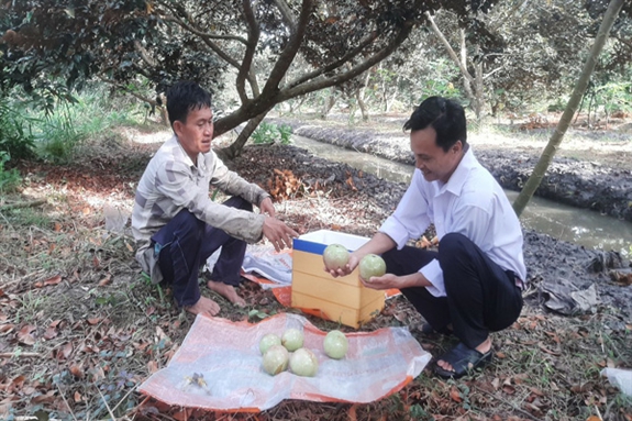 Một ông nông dân Hậu Giang trồng loại quả ngon, hái 24 tấn, bán 35.000 đồng/kg, lãi 765 triệu- Ảnh 2.