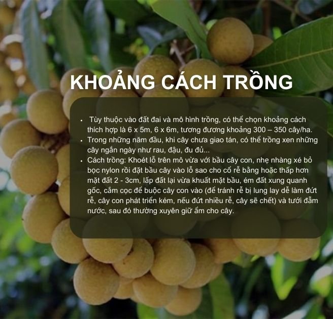 SỔ TAY NHÀ NÔNG: Kỹ thuật trồng cây nhãn đạt hiệu quả kinh tế cao- Ảnh 2.