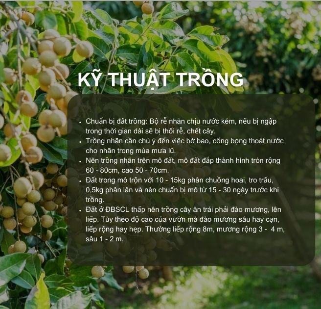 SỔ TAY NHÀ NÔNG: Kỹ thuật trồng cây nhãn đạt hiệu quả kinh tế cao- Ảnh 1.