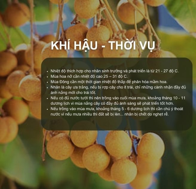 SỔ TAY NHÀ NÔNG: Kỹ thuật trồng cây nhãn đạt hiệu quả kinh tế cao- Ảnh 3.