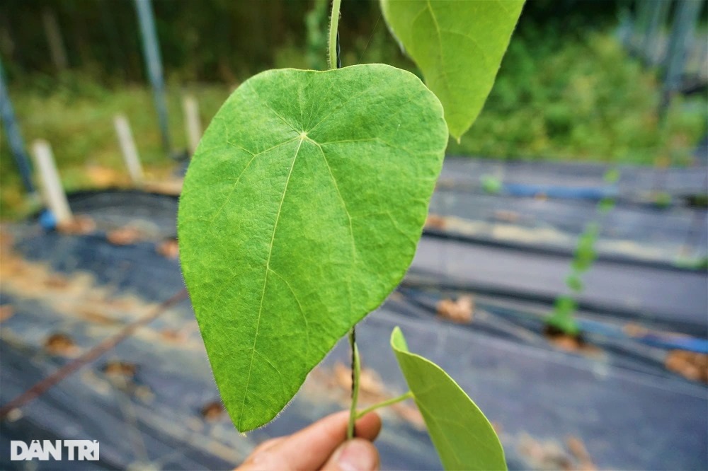 "Vua" lá sương sâm bày cách thu tiền tỷ nhờ trồng loài cây dại, càng nắng nóng càng "hái ra tiền"- Ảnh 3.