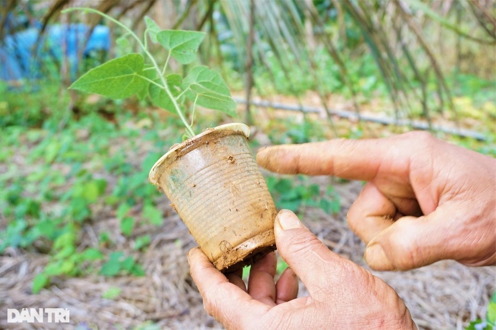 "Vua" lá sương sâm bày cách thu tiền tỷ nhờ trồng loài cây dại, càng nắng nóng càng "hái ra tiền"- Ảnh 8.