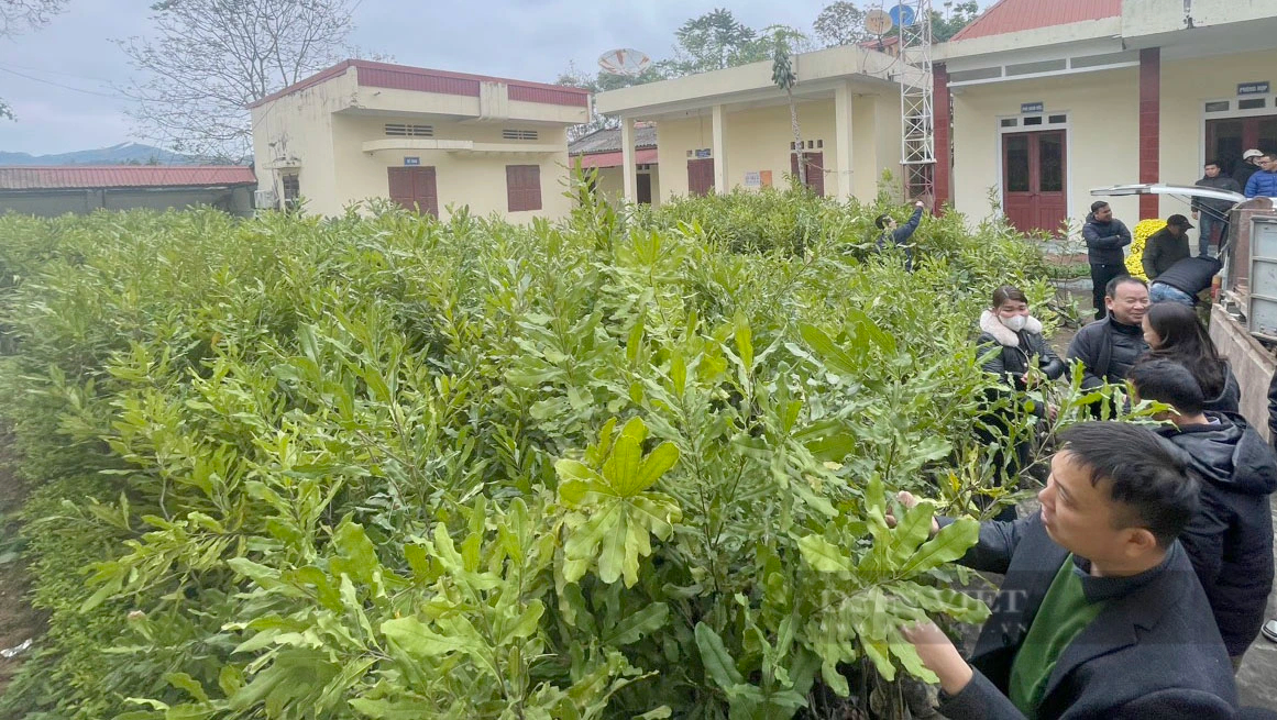 Lạng Sơn: Hình ảnh nông dân Lộc Bình phấn khởi nhận gần 4.000 cây giống mắc ca- Ảnh 1.