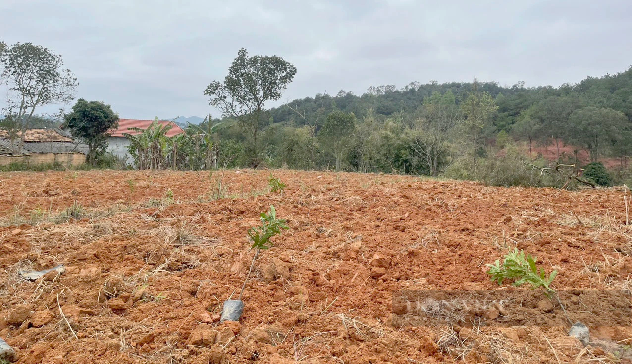 Lạng Sơn: Hình ảnh nông dân Lộc Bình phấn khởi nhận gần 4.000 cây giống mắc ca- Ảnh 5.