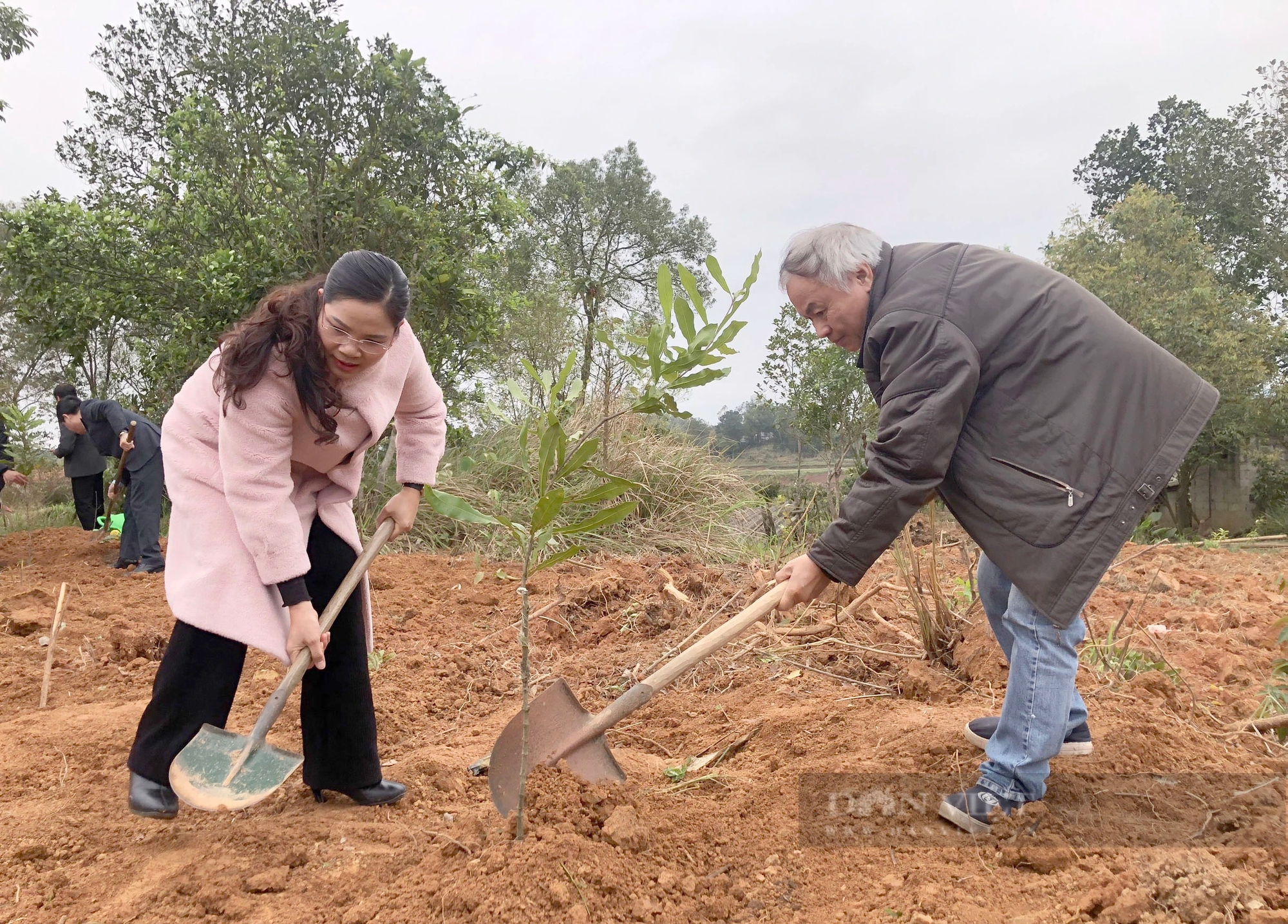 Lạng Sơn: Hình ảnh nông dân Lộc Bình phấn khởi nhận gần 4.000 cây giống mắc ca- Ảnh 7.