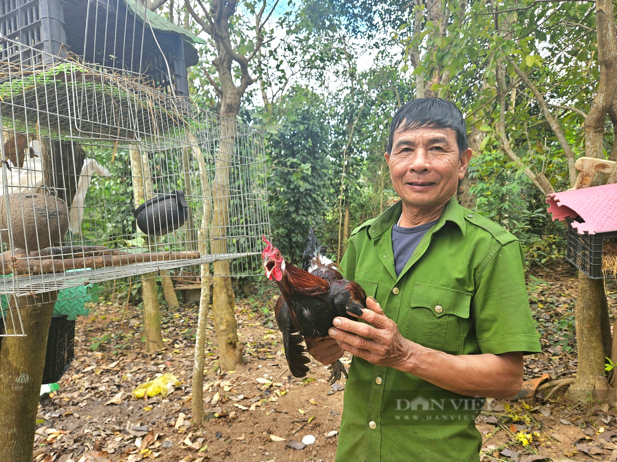 Thuần hóa một con động vật hoang dã bay giỏi gáy tài, ông nông dân Quảng Bình bán đắt nhất là 5 triệu/con- Ảnh 2.