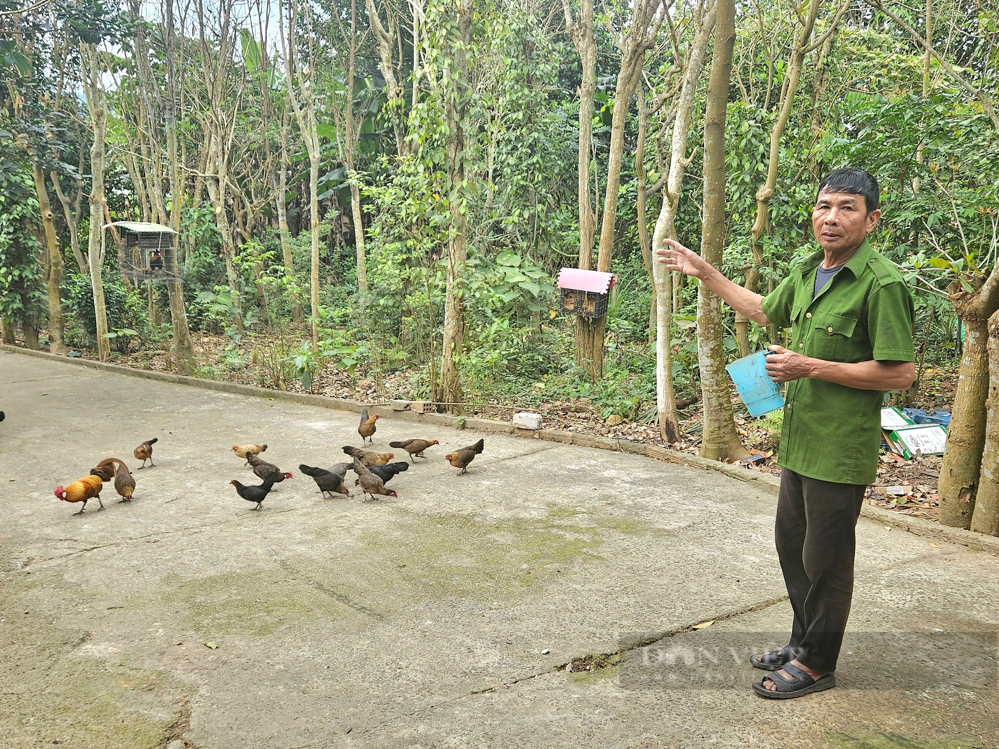 Thuần hóa một con động vật hoang dã bay giỏi gáy tài, ông nông dân Quảng Bình bán đắt nhất là 5 triệu/con- Ảnh 4.