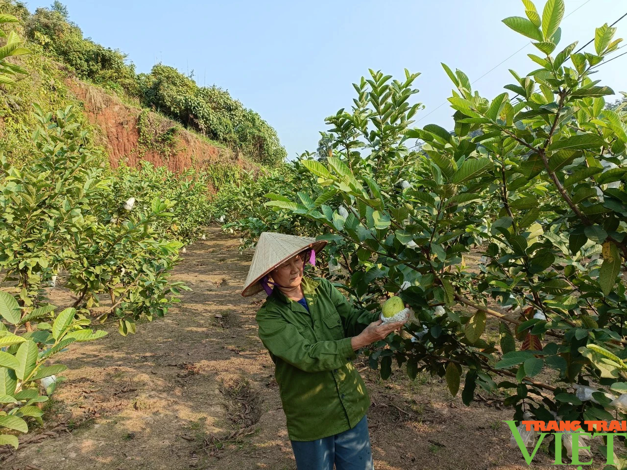 Triển vọng làm giàu từ cây ổi lê ở Lào Cai- Ảnh 2.