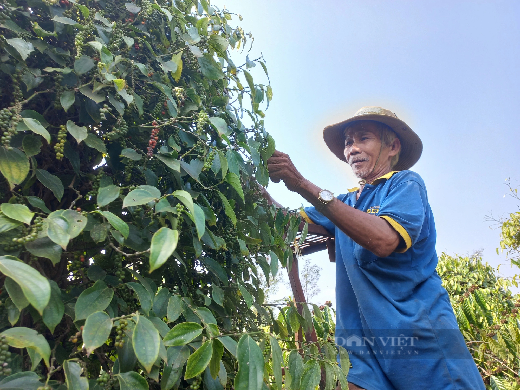 Giá tiêu đột ngột tăng cao, nông dân Gia Lai càng vui hơn vì tiêu được mùa- Ảnh 6.