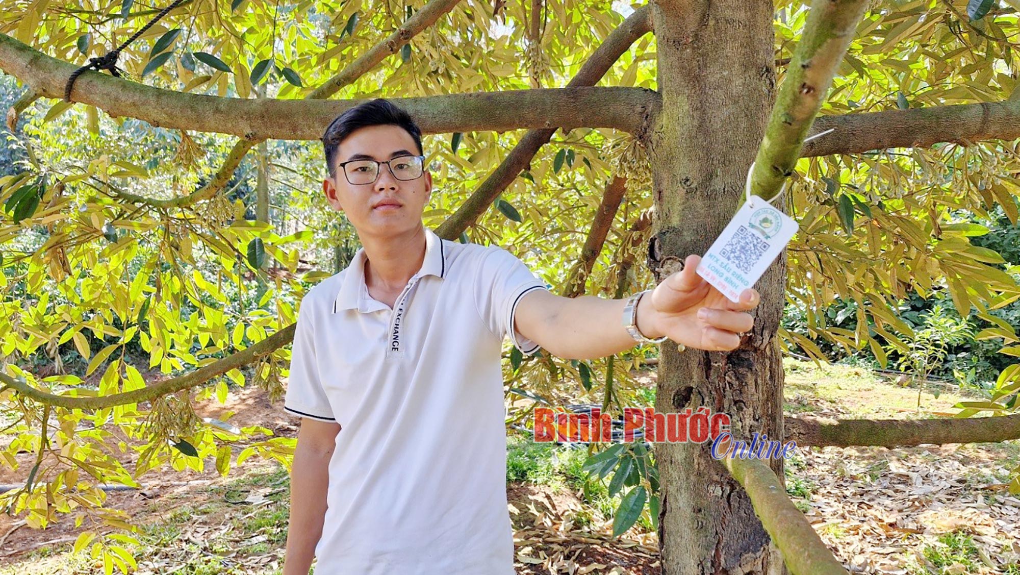 Một HTX trồng sầu riêng ở Bình Phước, cây nào cũng gắn mã QR, quét điện thoại là 'lộ' mọi thông số- Ảnh 1.