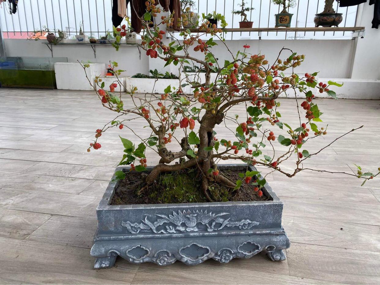 Choáng ngợp trước loạt cây dại ven đường lên đời thành cây cảnh bonsai hút khách, nhiều loại còn là cây thuốc chữa bệnh- Ảnh 2.
