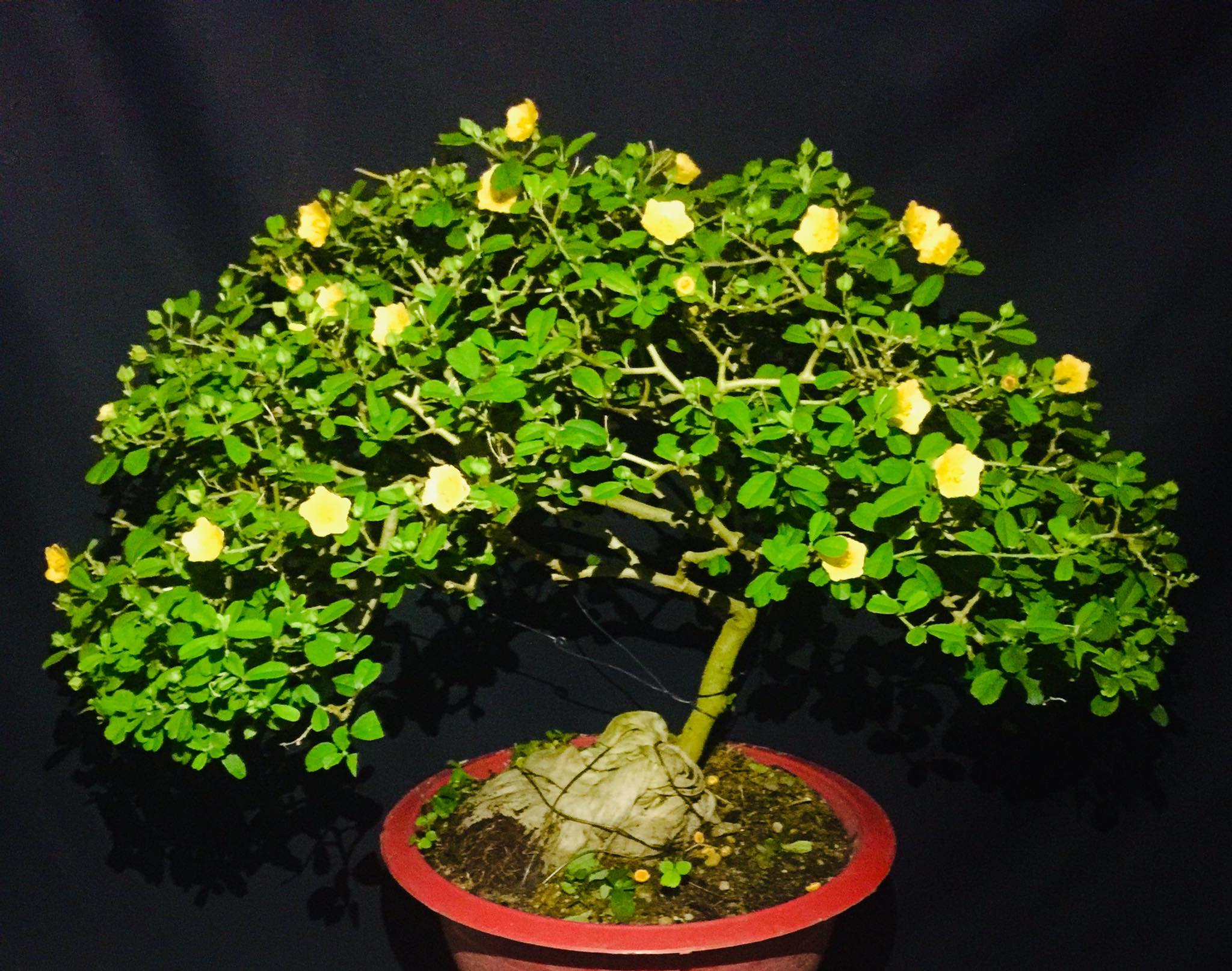 Choáng ngợp trước loạt cây dại ven đường lên đời thành cây cảnh bonsai hút khách, nhiều loại còn là cây thuốc chữa bệnh- Ảnh 5.