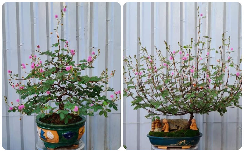 Choáng ngợp trước loạt cây dại ven đường lên đời thành cây cảnh bonsai hút khách, nhiều loại còn là cây thuốc chữa bệnh- Ảnh 4.